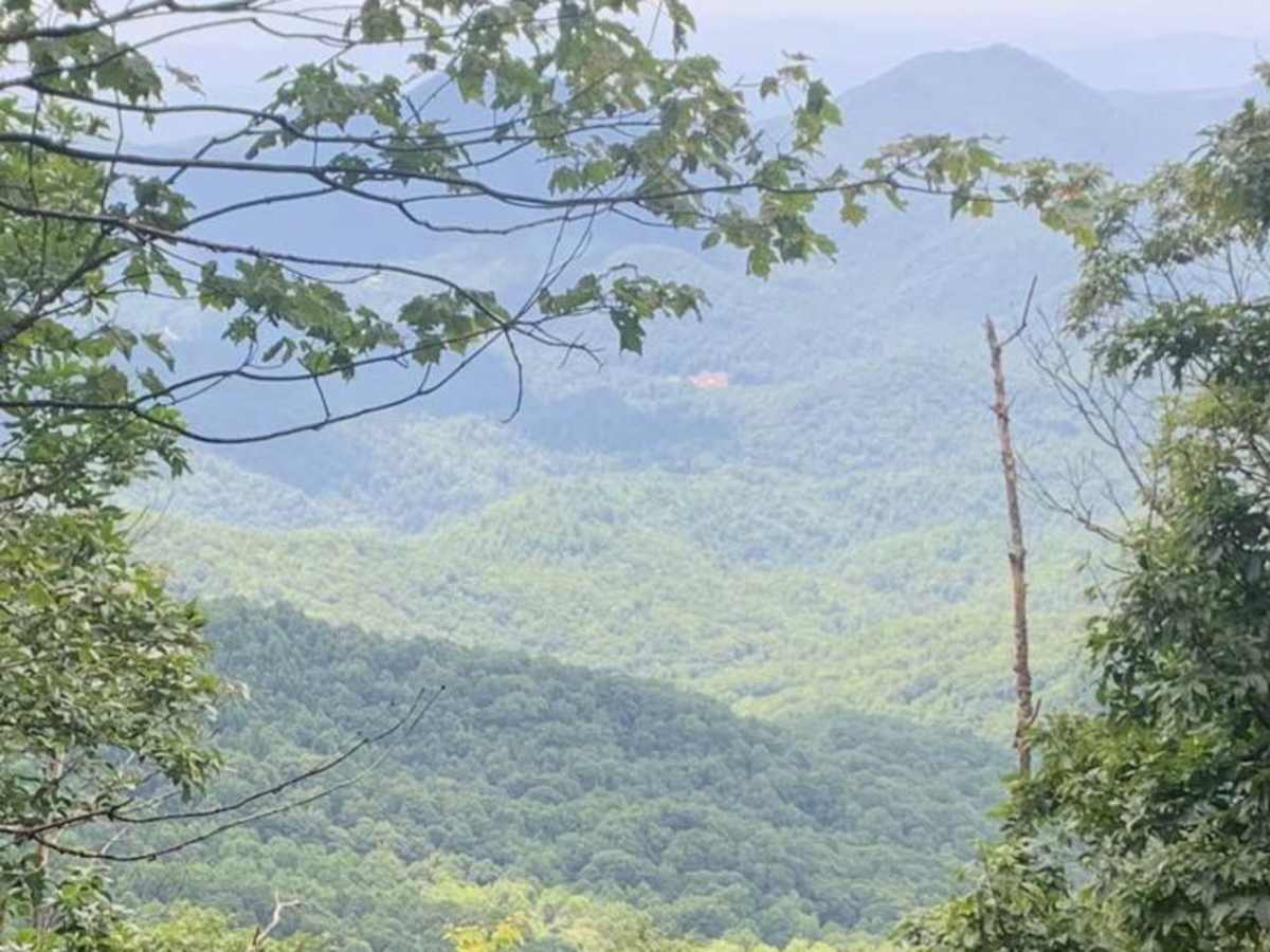 Beaverdam Bald trail photo