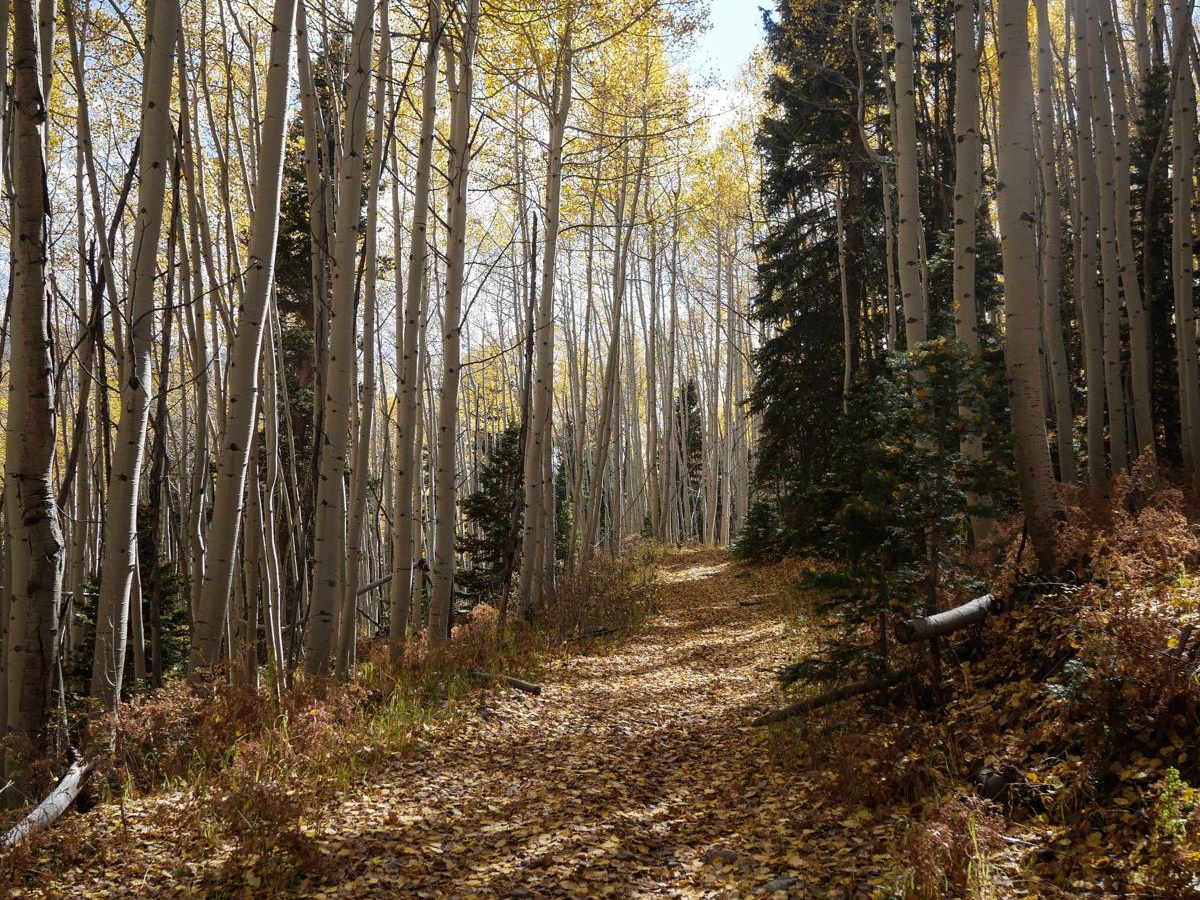 Fox Creek ATV photo 4