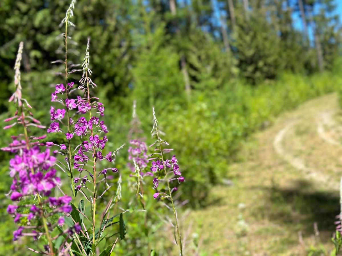 Watershed FSR trail photo