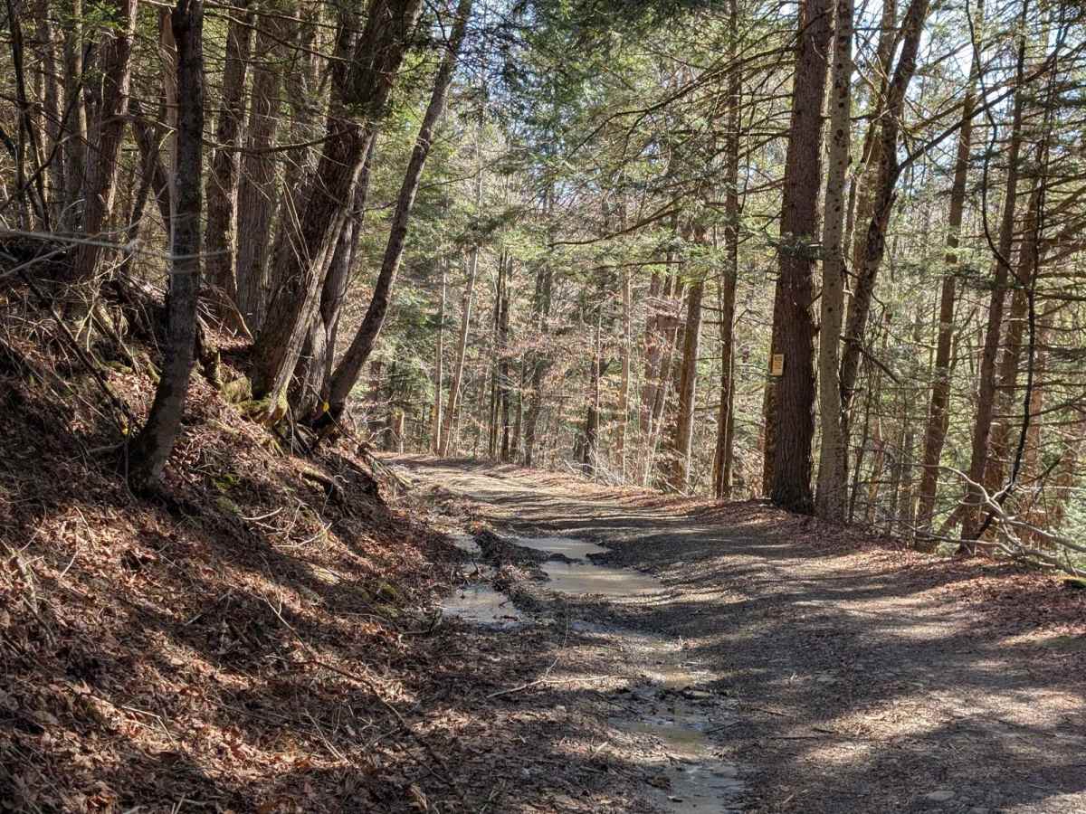 Salt Springs Road trail photo