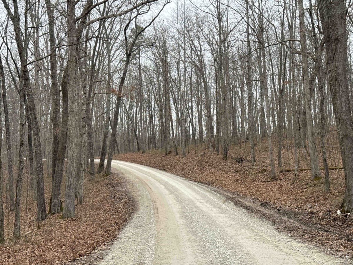 S-Tree Road (FSR 20-1) photo 6