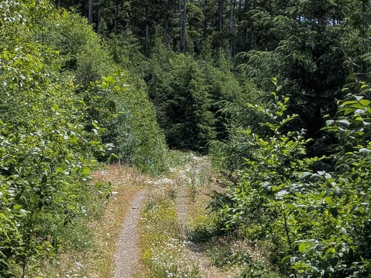 Hecht Bear Ridge Lookout Trail photo 4