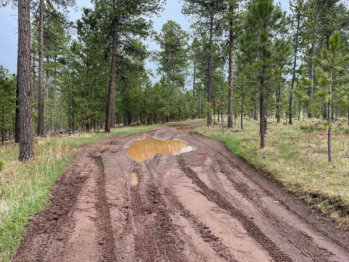 Boodleman Forest Road photo 3