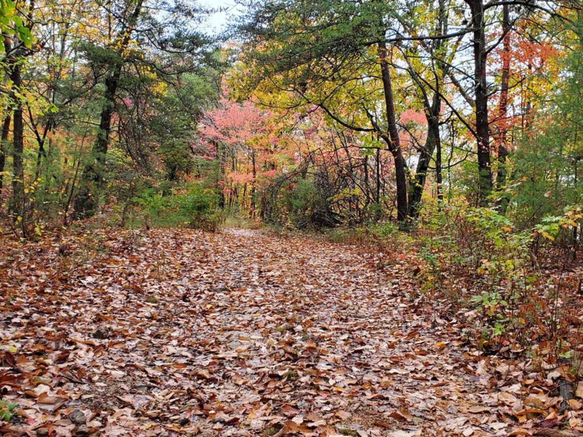 Bow Creek - FSR 955F photo 6