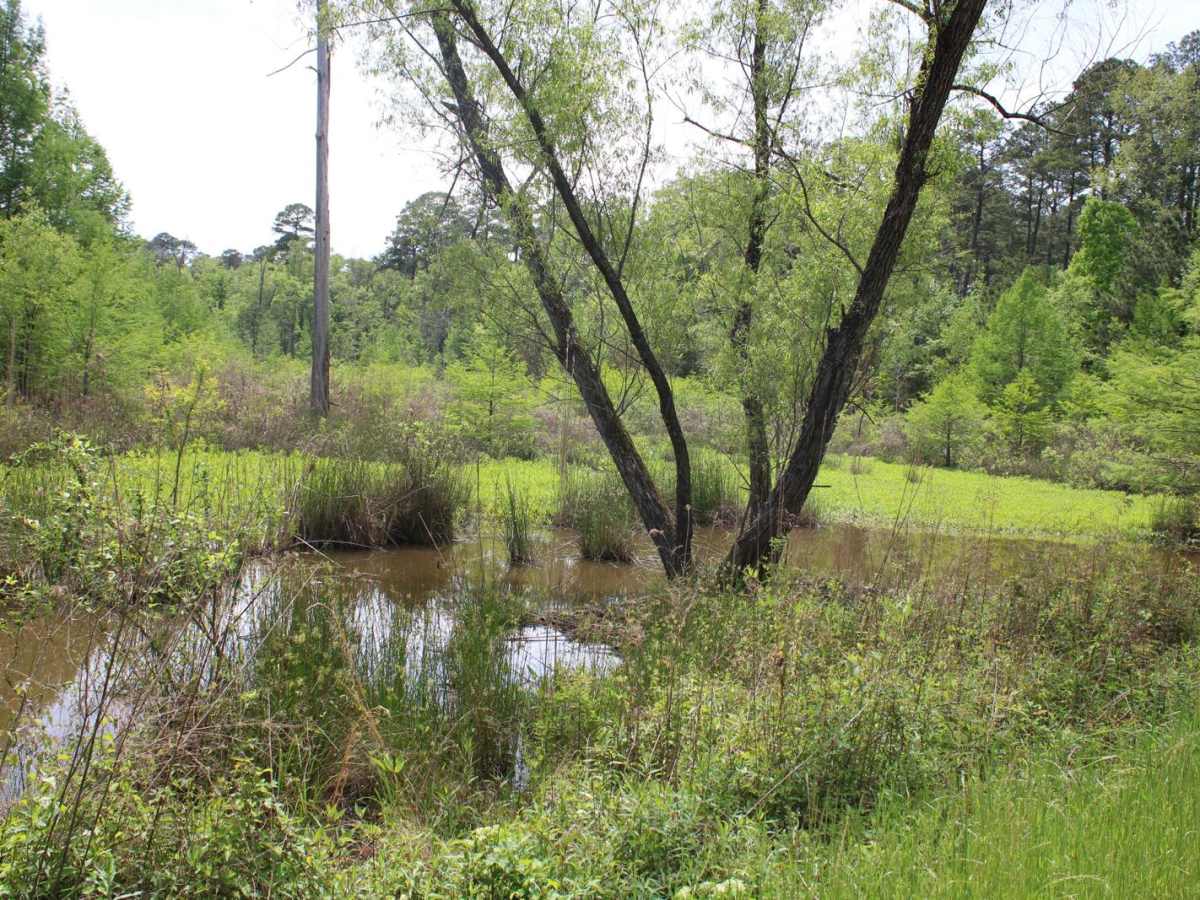Circle Through the Past in Kisatchie photo 3