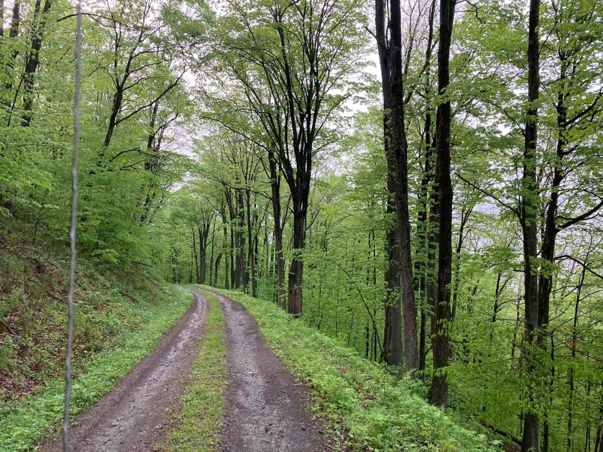 Taylor Valley State Forrest photo 4
