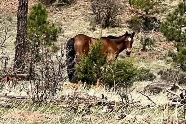 FS 46 Wild Horse Haven