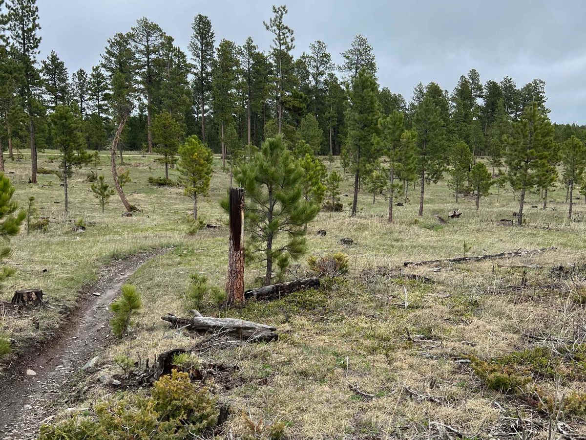 Boxelder Ridge Cut Through Final Leg photo 4