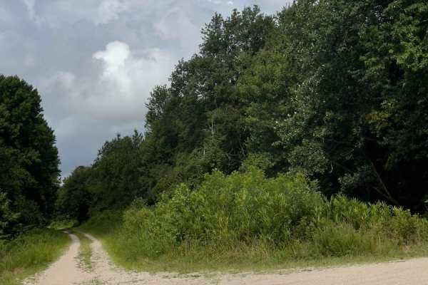Middle Road - Pocosin Lakes National Wildlife Refuge