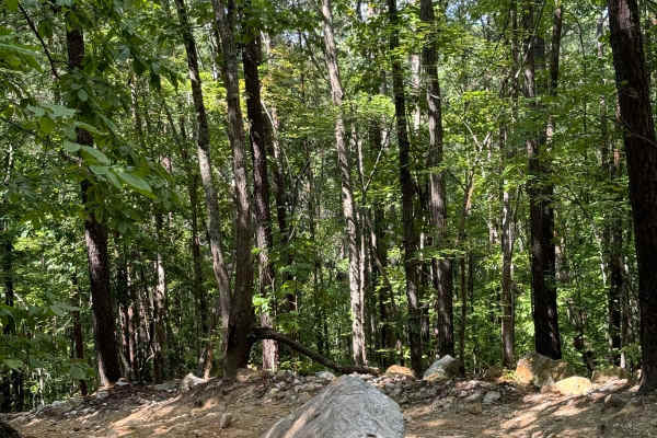 Dickey Bell Trail 91