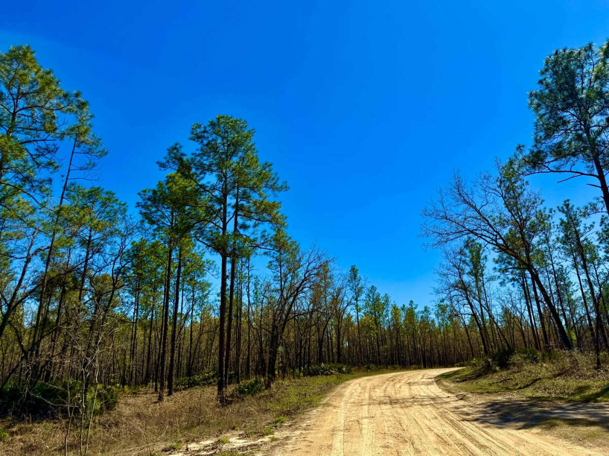 Whites Trail 373 photo 6