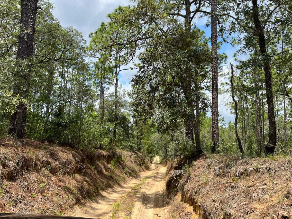 Citrus Wildlife Management | Trail 16 photo 6