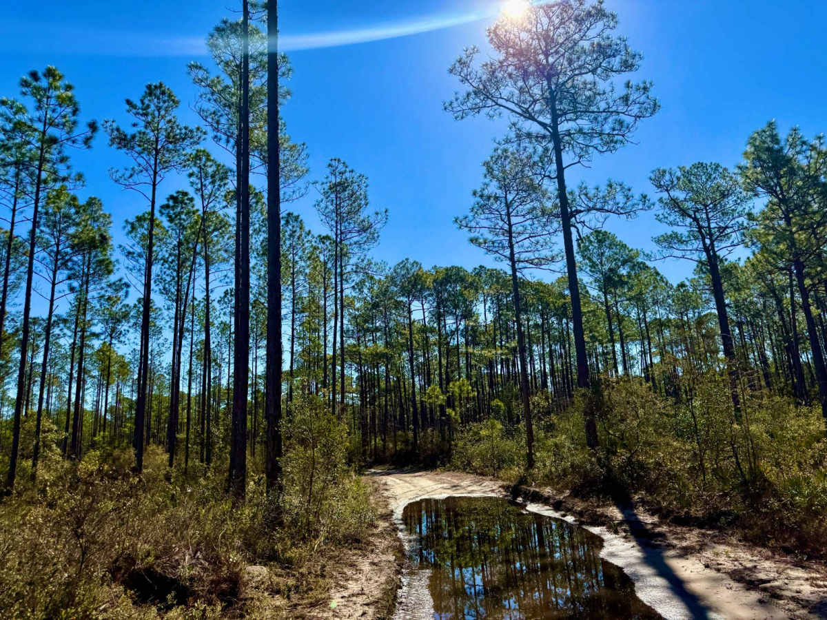 Forest Road 360-A photo 6