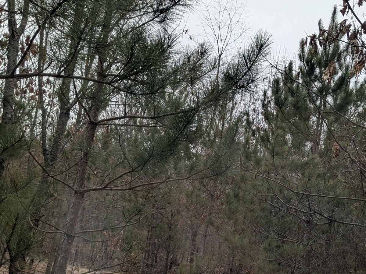 Dunham Lake Trail photo 5