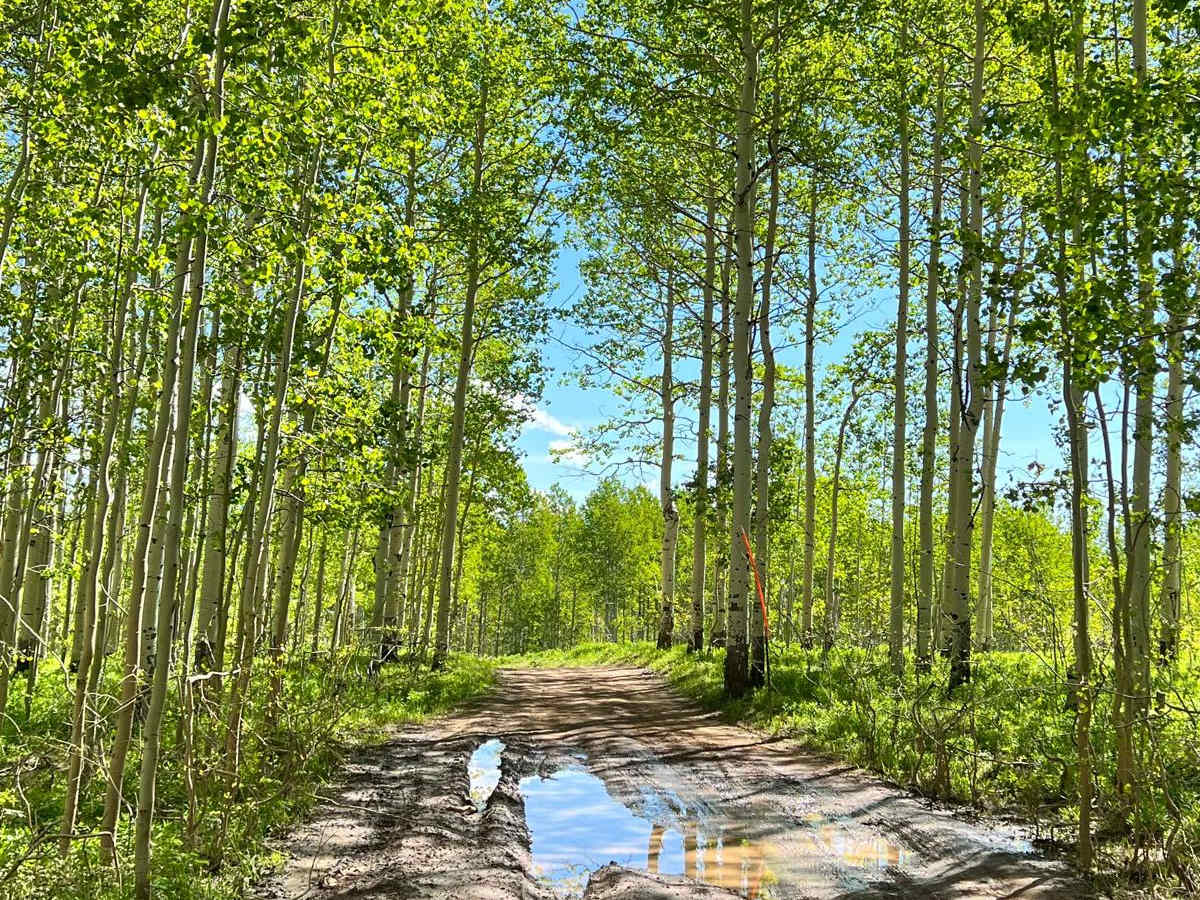 Mud Creek Road - 70150 photo 2