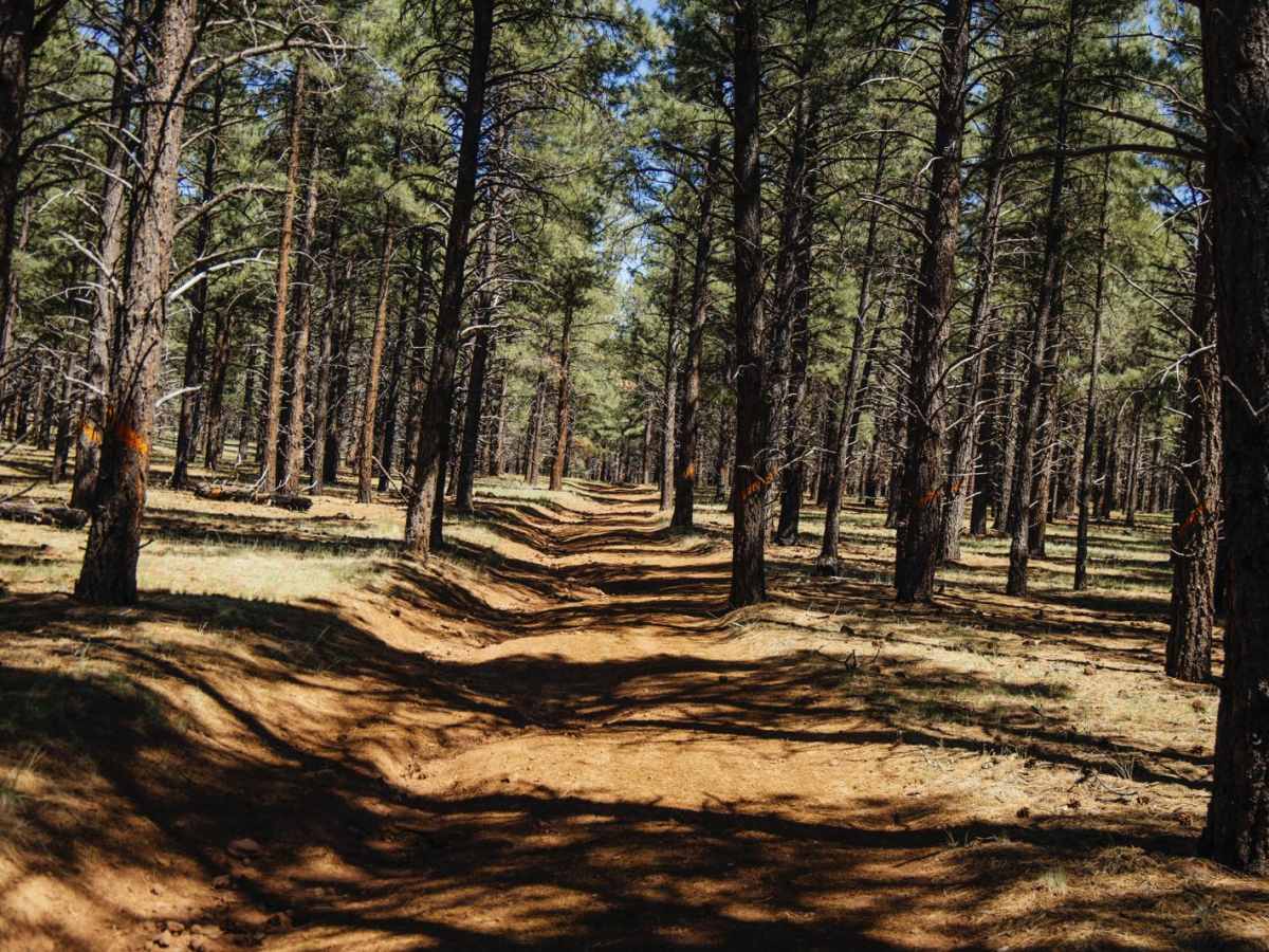 Wooded Trail photo 3