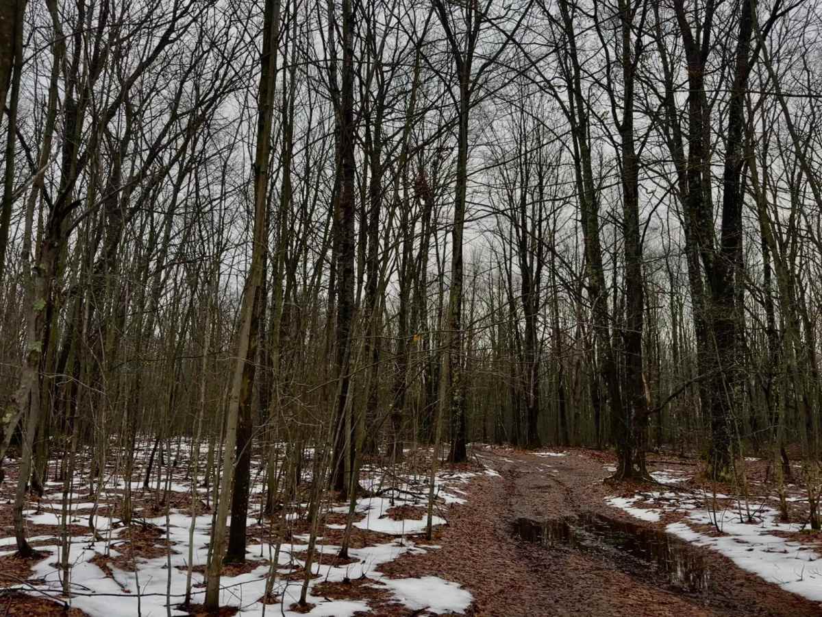 FS 8075 trail photo