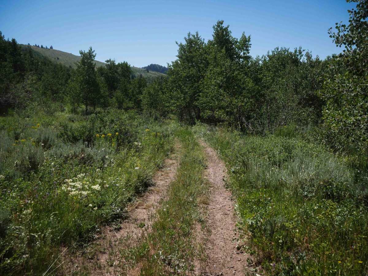 North Sulphur Canyon #5245  photo 6