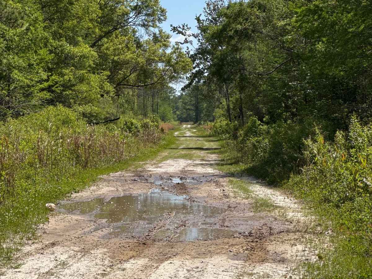Grade 18.5 - Aucilla WMA photo 5