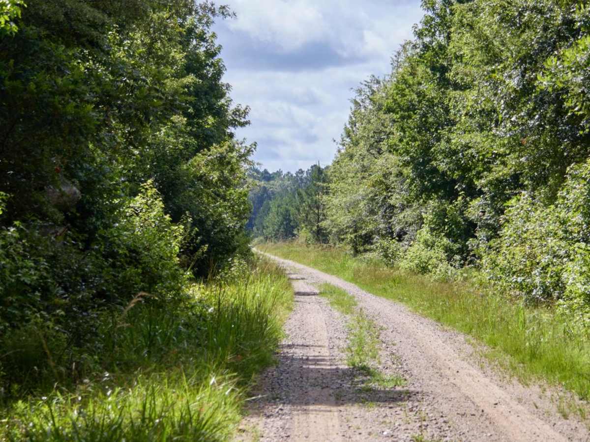 Loggy Lake Road photo 5
