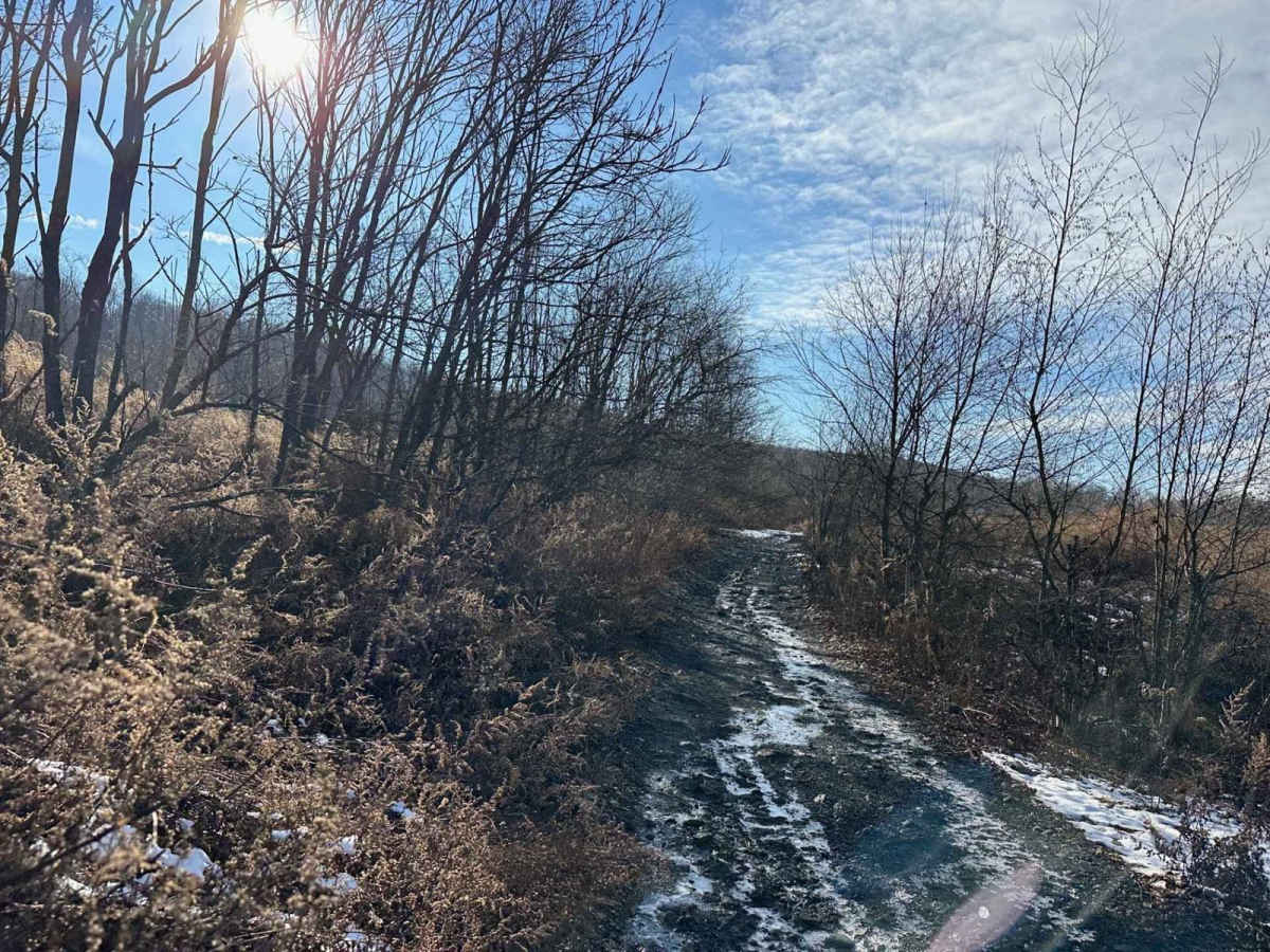 Locust Gap 1 photo 5