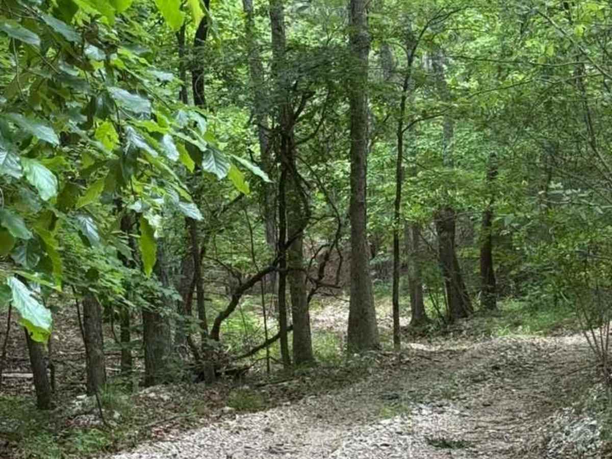 Micheal's Trail photo 2