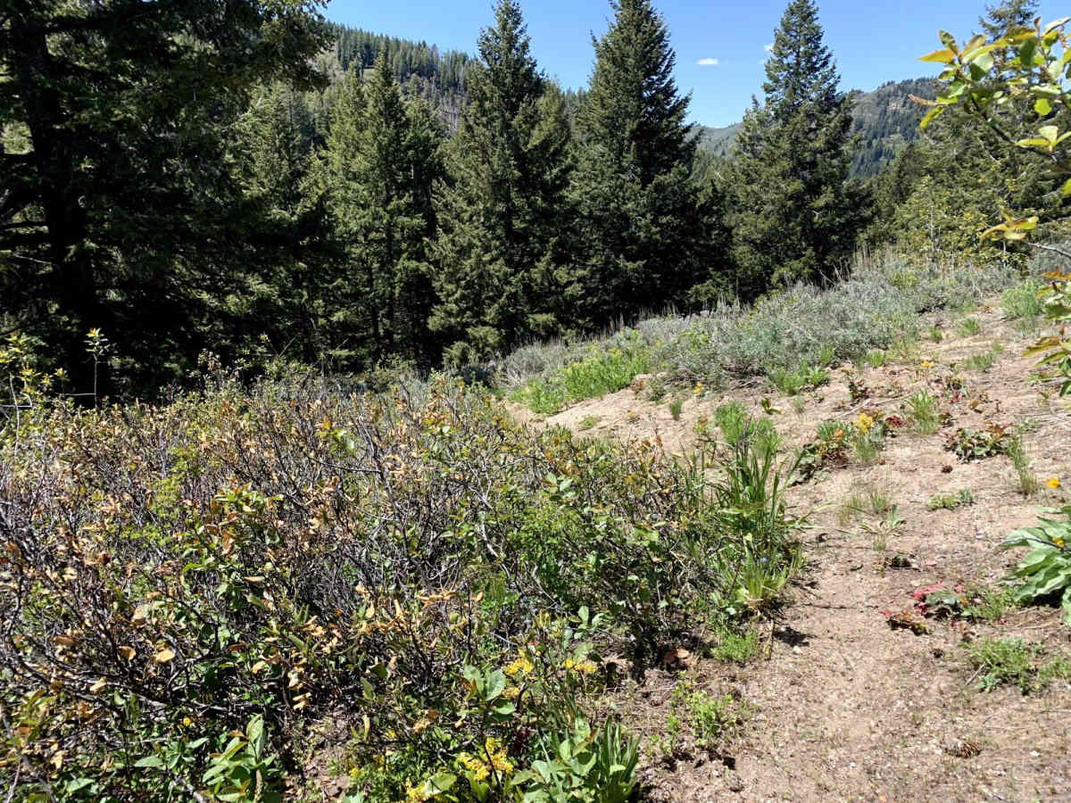Lupine Gulch photo 5