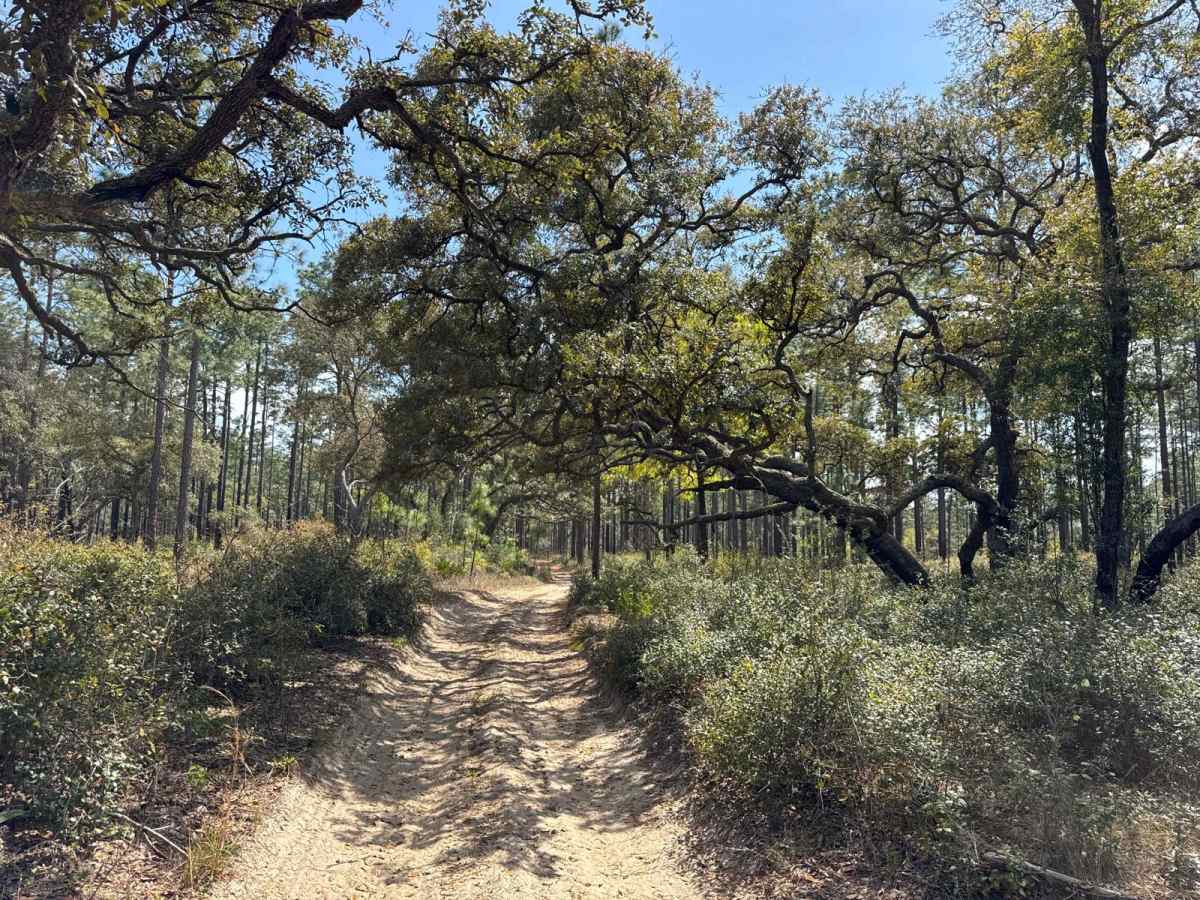 Ocala National Forest 316-7.1 photo 3