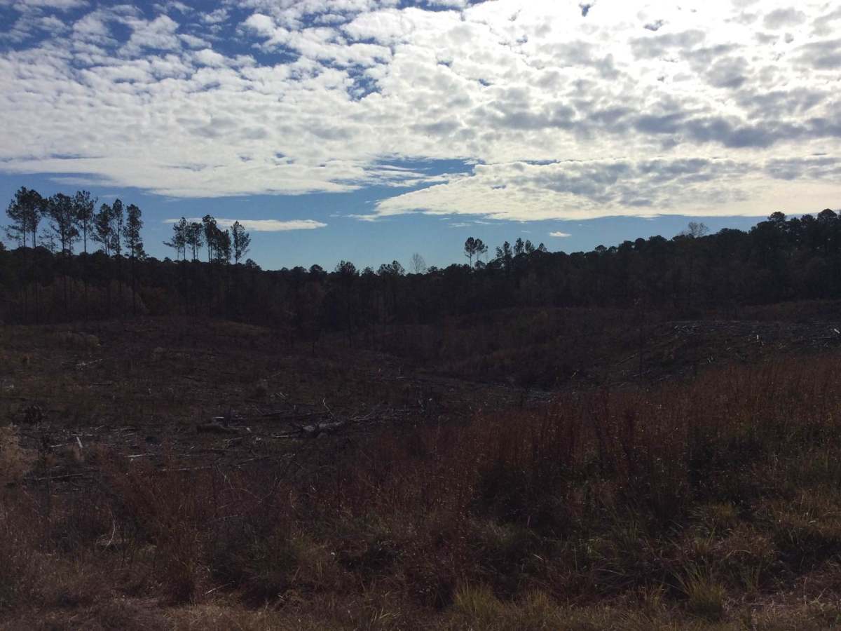 HCNF 102E Trail photo 5
