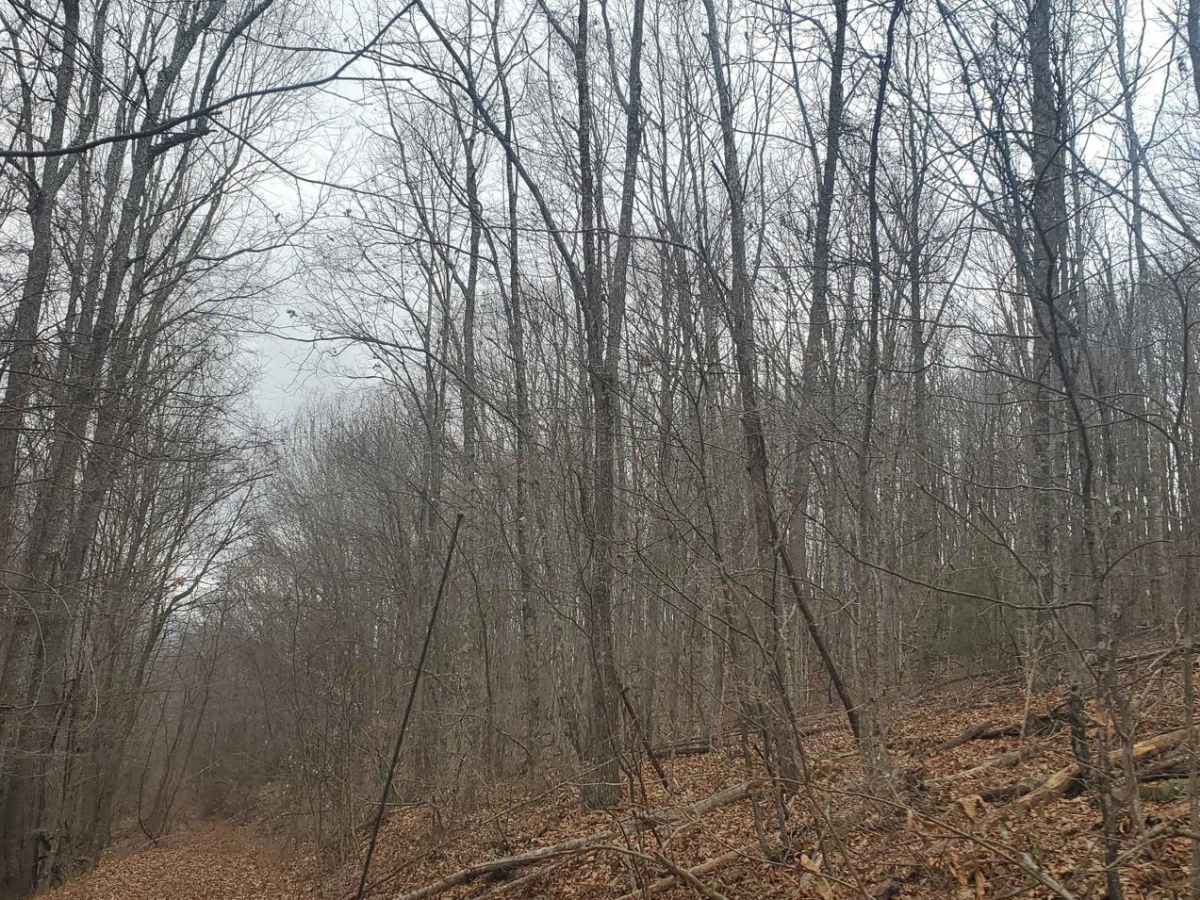 Stillhouse Run Road (FS304) photo 4