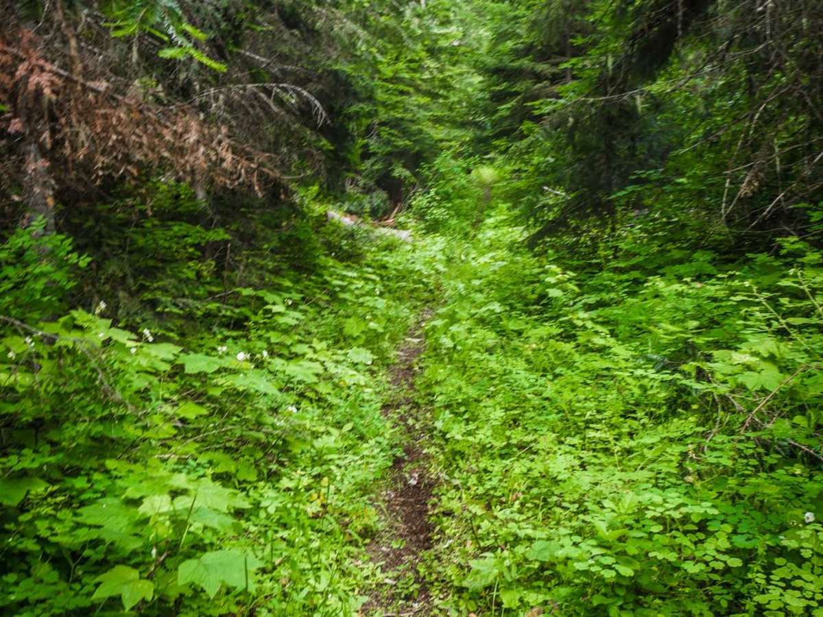 Daisy Creek photo 2