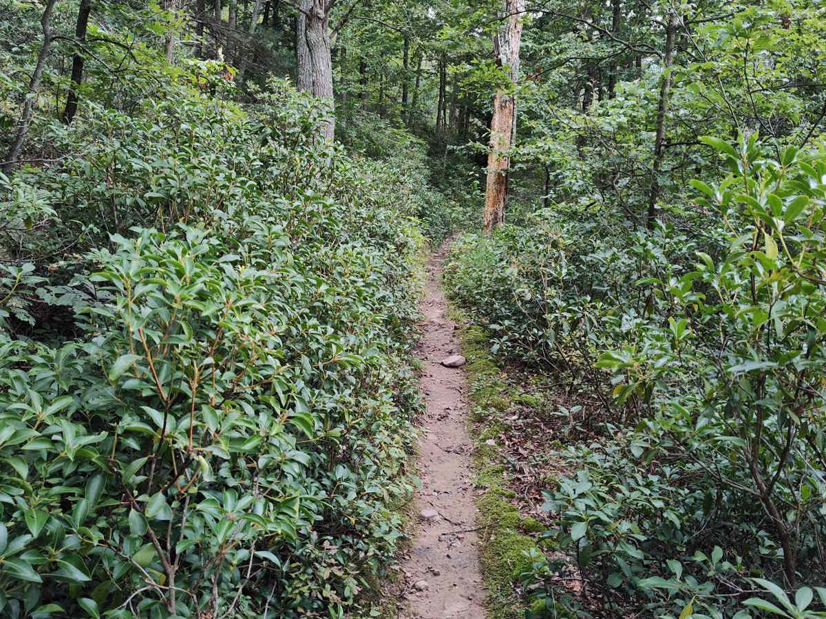 Cold Spring Trail - Single Track photo 2