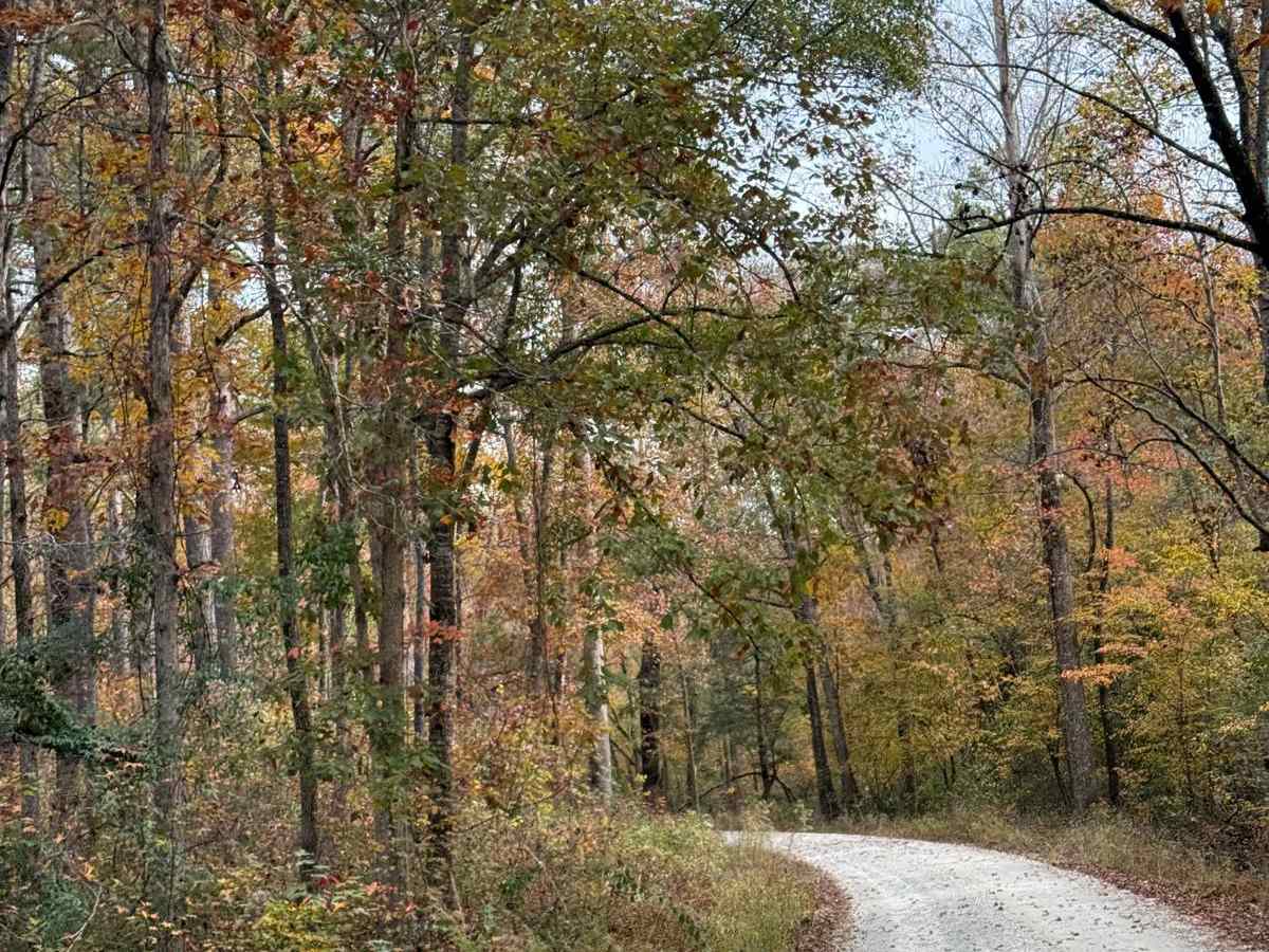 Holston Creek photo 6