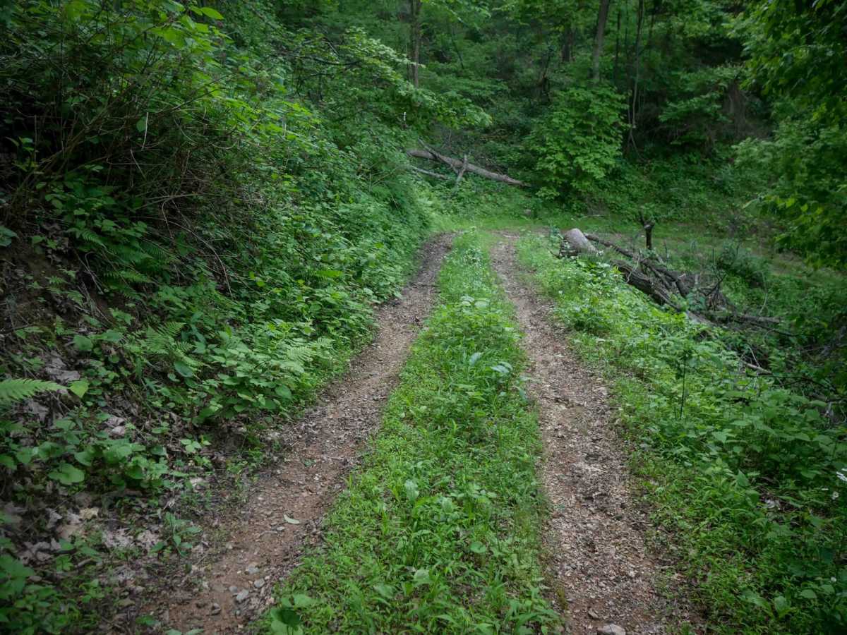 MV53 trail photo