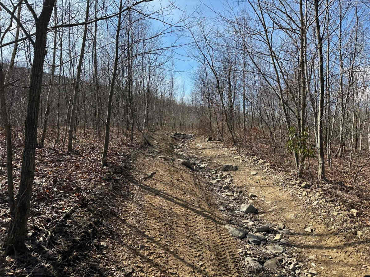 Locust Gap 48 photo 4