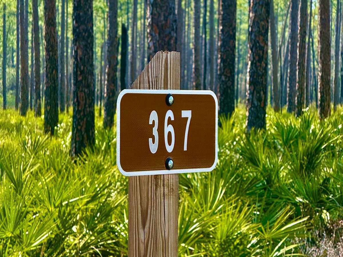 Forest Road 367 trail photo
