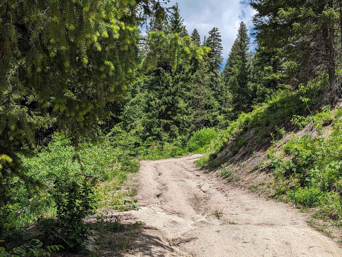 Spur 25LM/25LL to Mountain Campsite photo 3