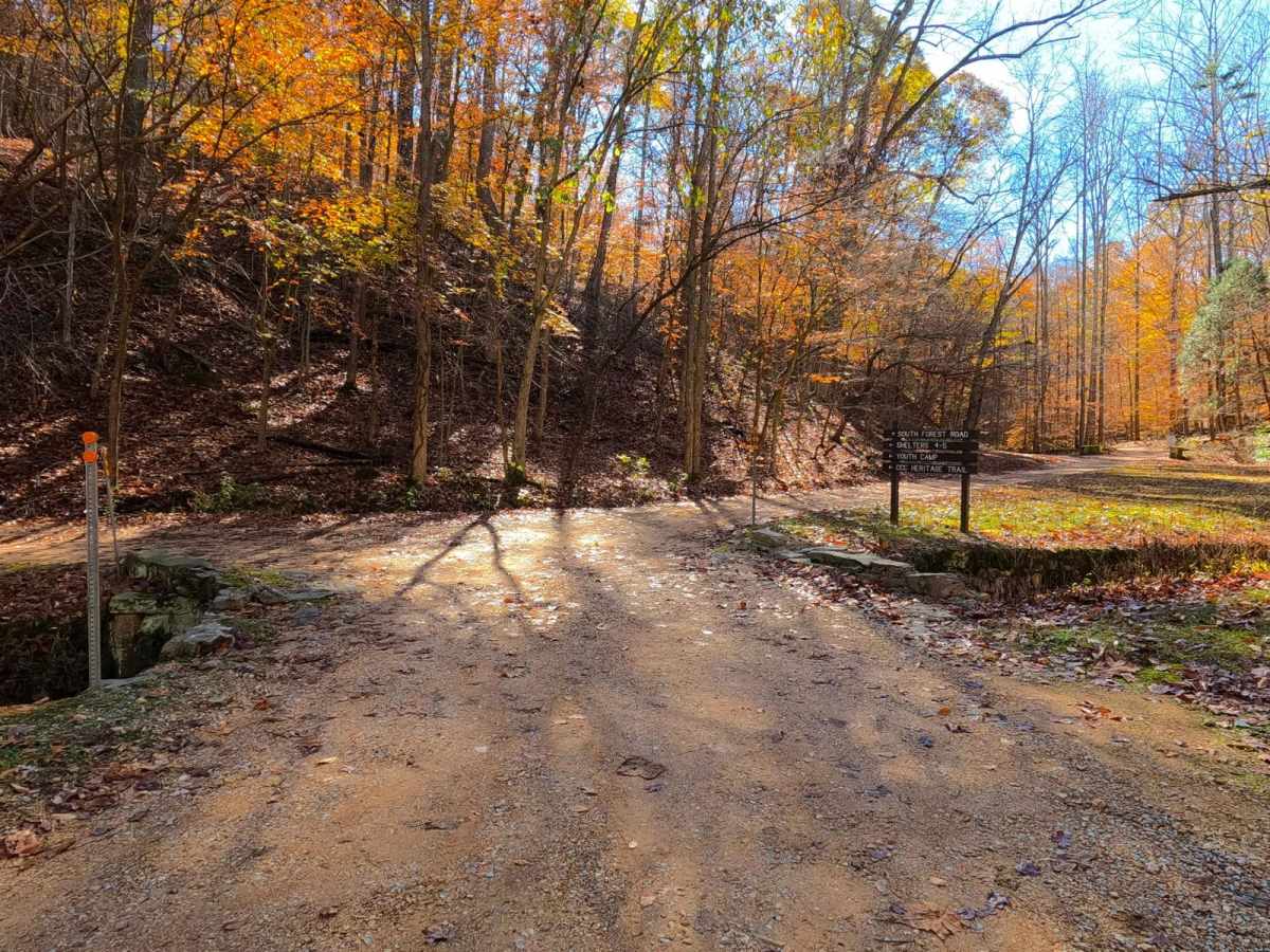 South Forest Road photo 6