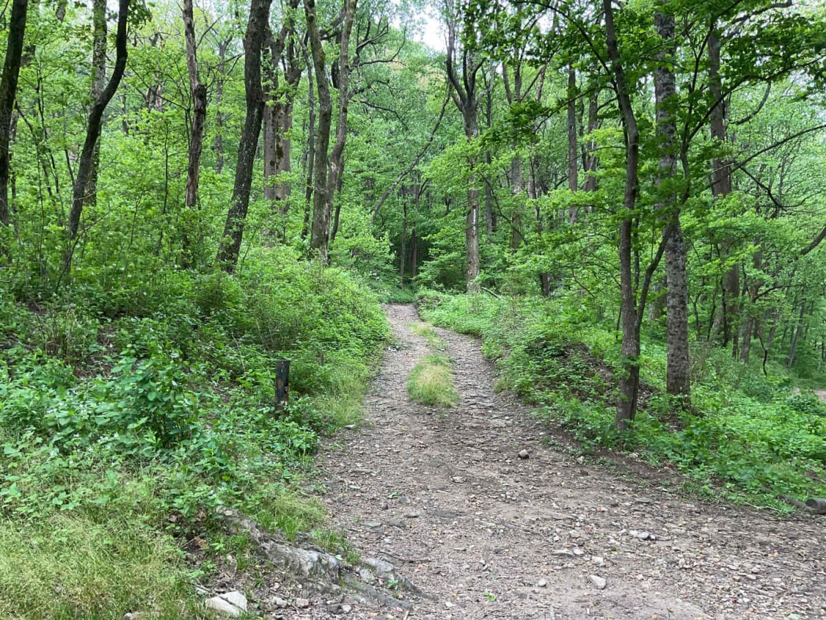 Amicalola Creek - FS 46 trail photo