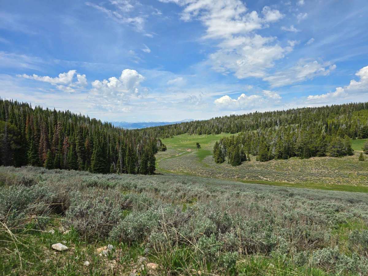 Stoddard Creek to Indian Creek Butte trail photo