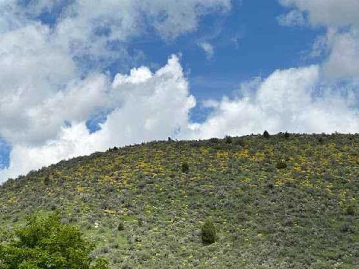 Razorback Ridge photo 3