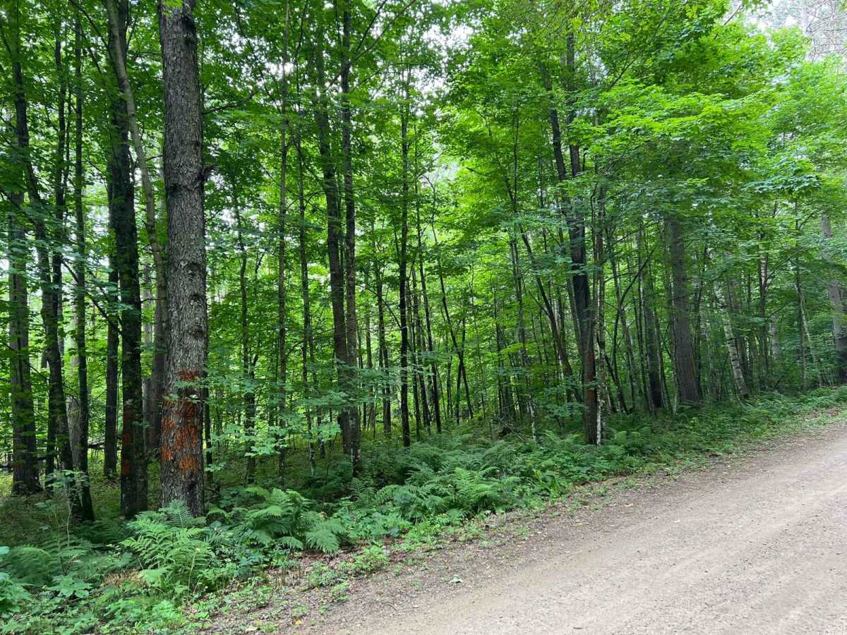 Burnt Bridge Road - FS 2695 photo 6