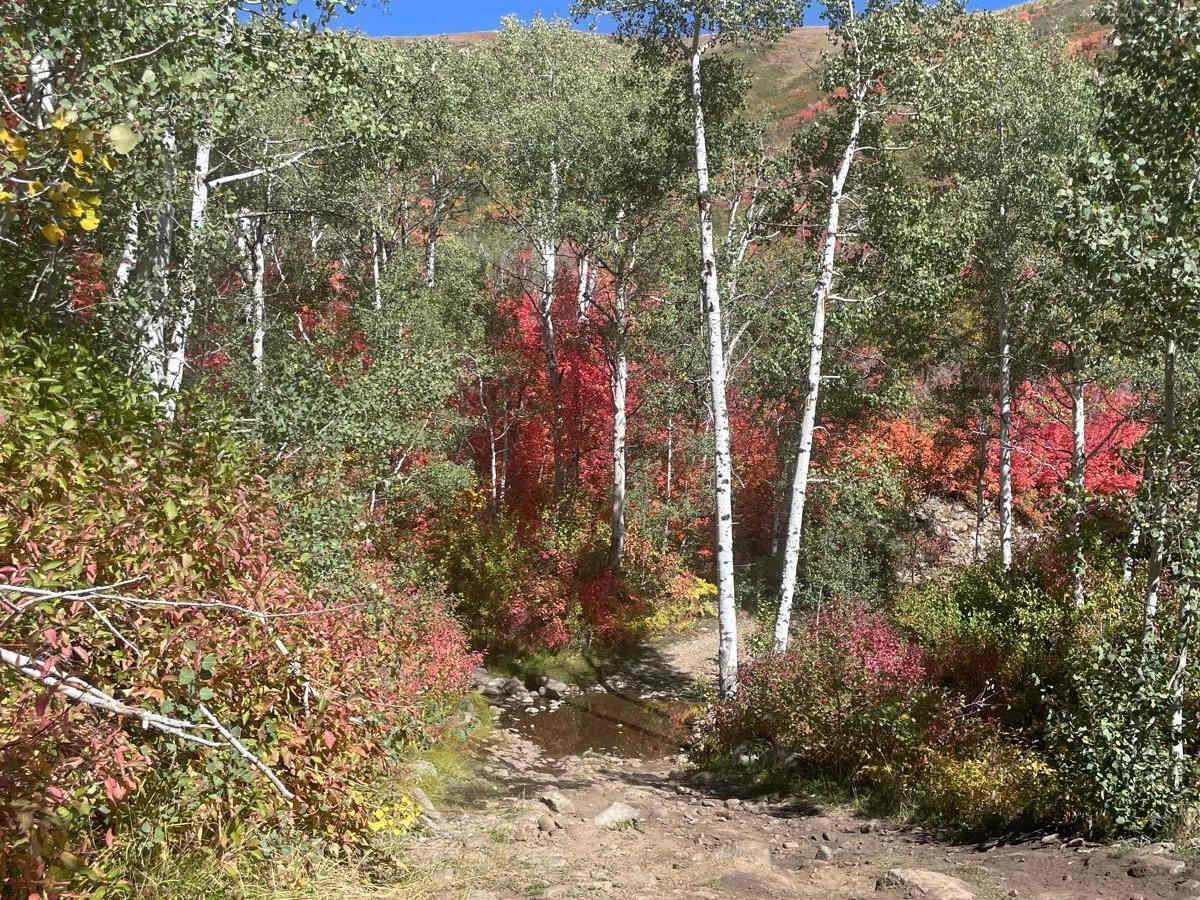 Polly Springs photo 2