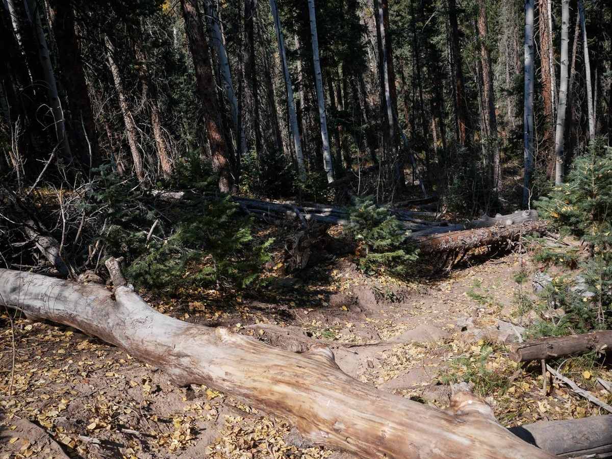 Forest Fence photo 5