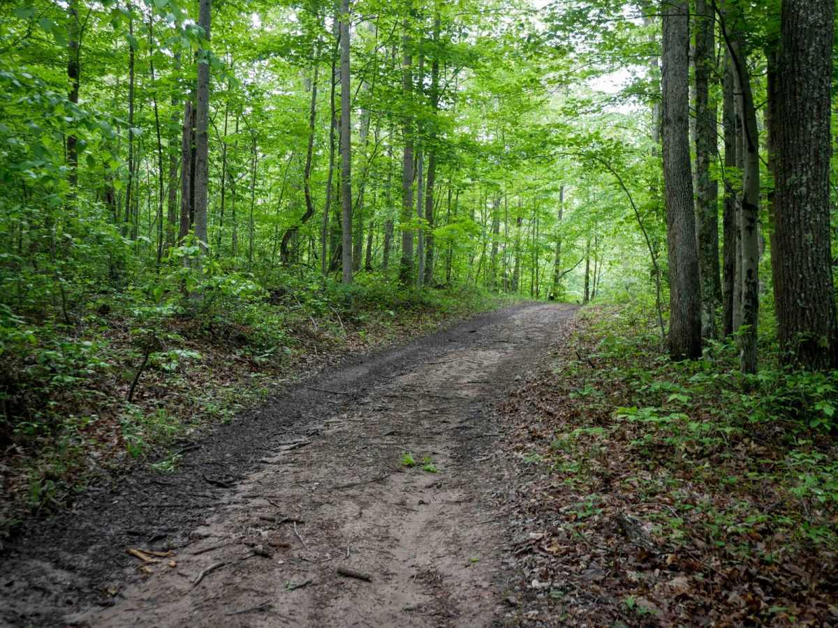 Trail 2 photo 4