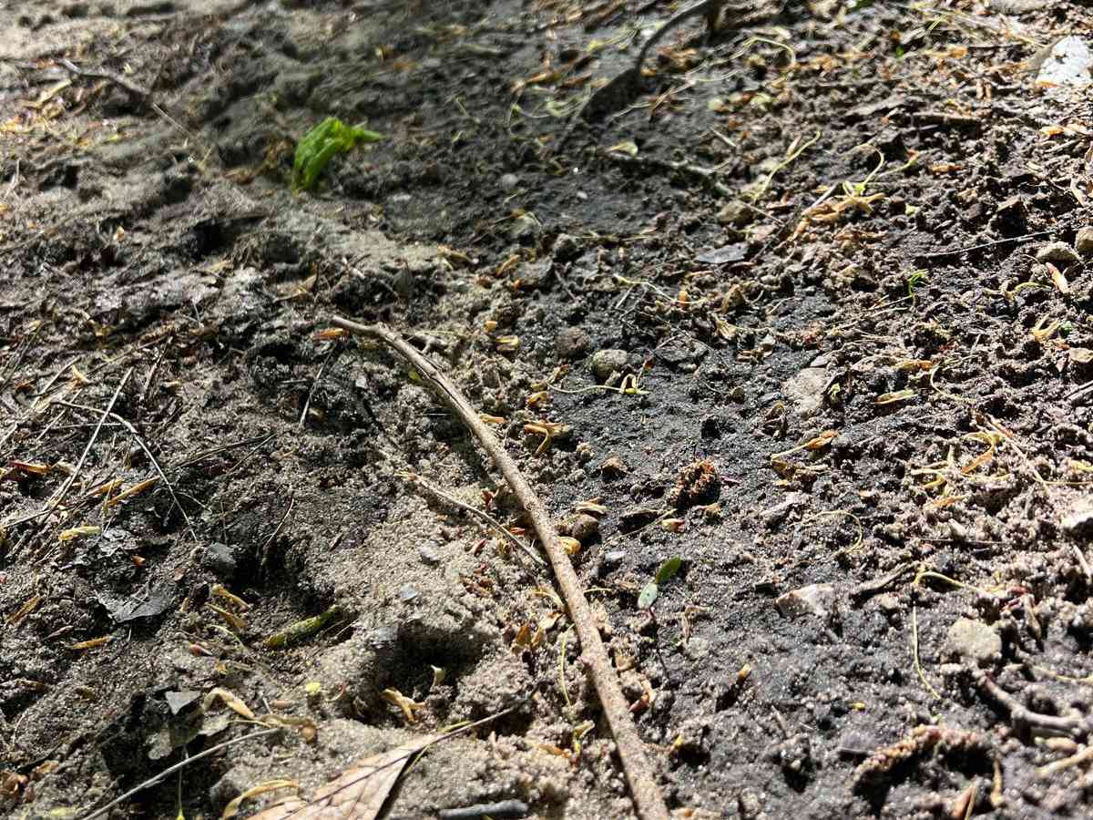 W-10 Trail photo 4
