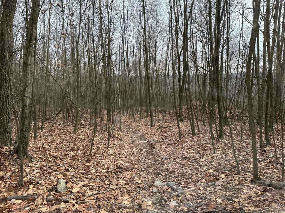 Locust Gap 6 photo 3