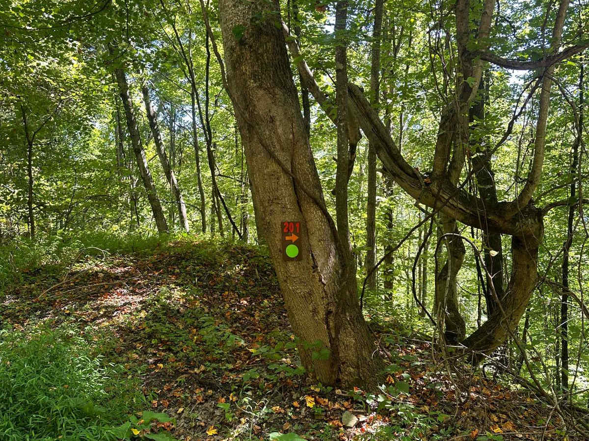 201 photo 6