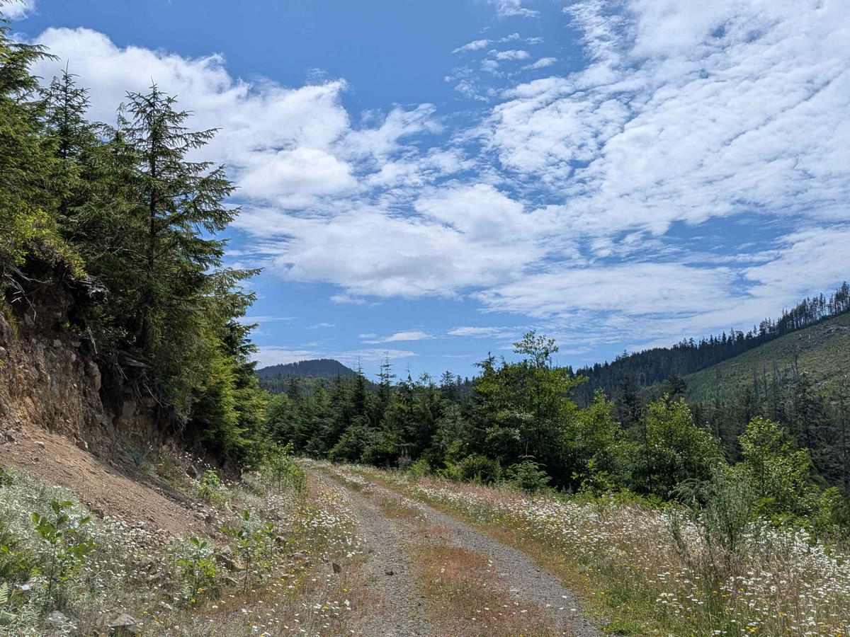 Hecht Bear Ridge Lookout Trail trail photo