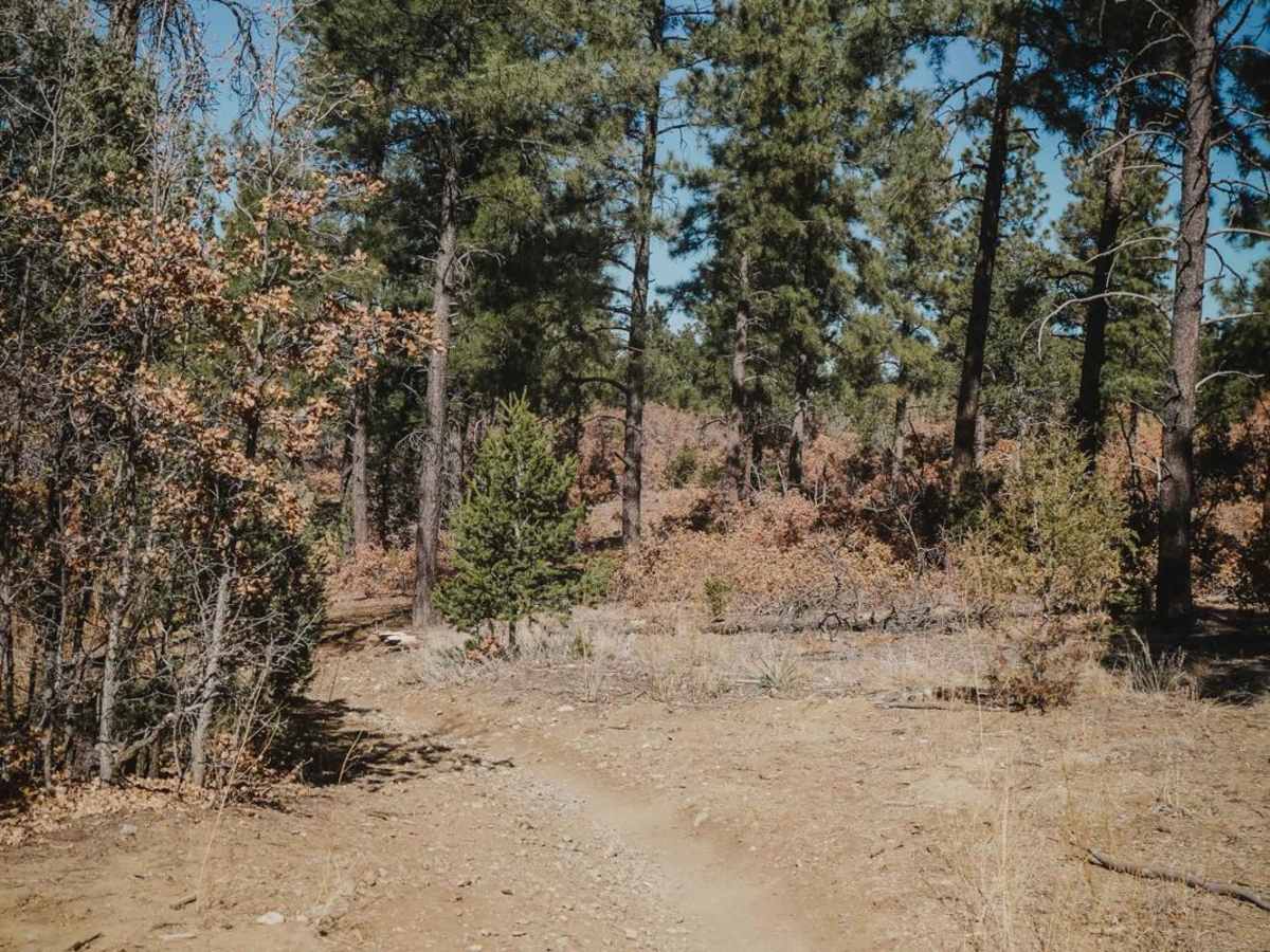 Caida del Pino trail photo